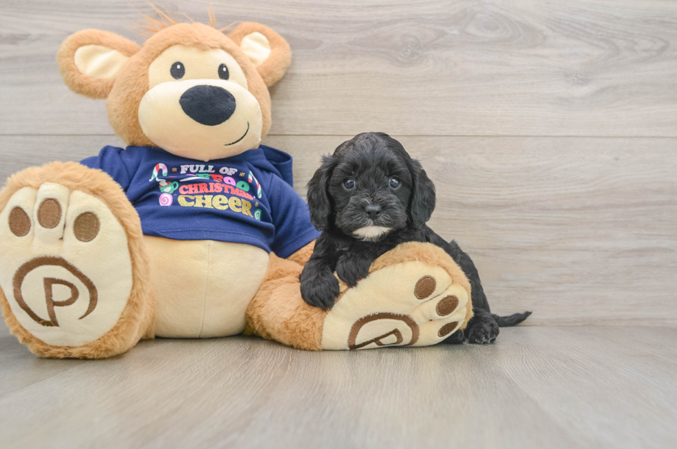 5 week old Cavapoo Puppy For Sale - Premier Pups