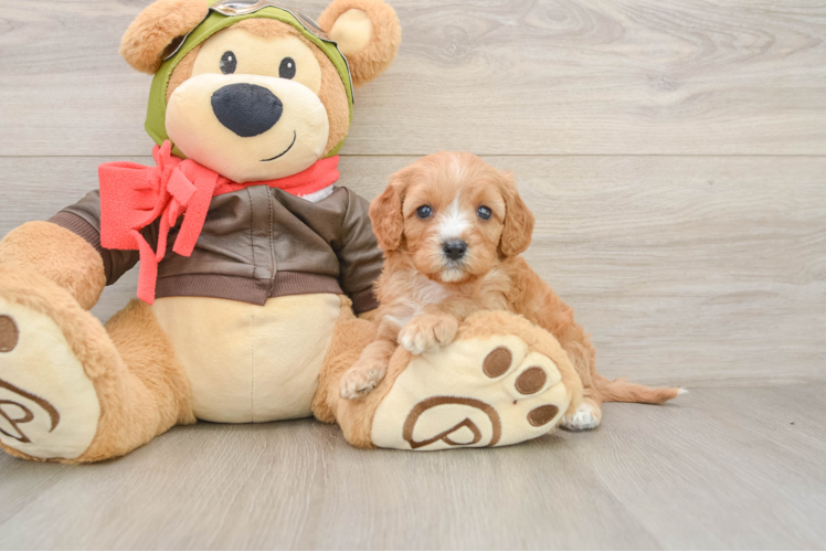 Happy Cavapoo Baby