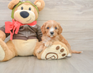 7 week old Cavapoo Puppy For Sale - Premier Pups