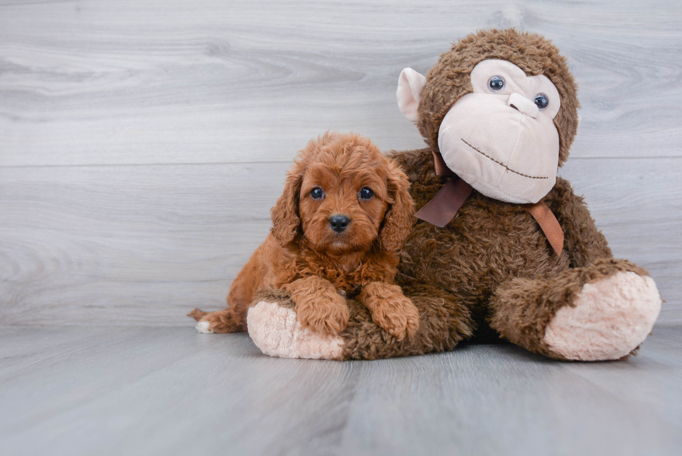 Cavapoo Puppy for Adoption