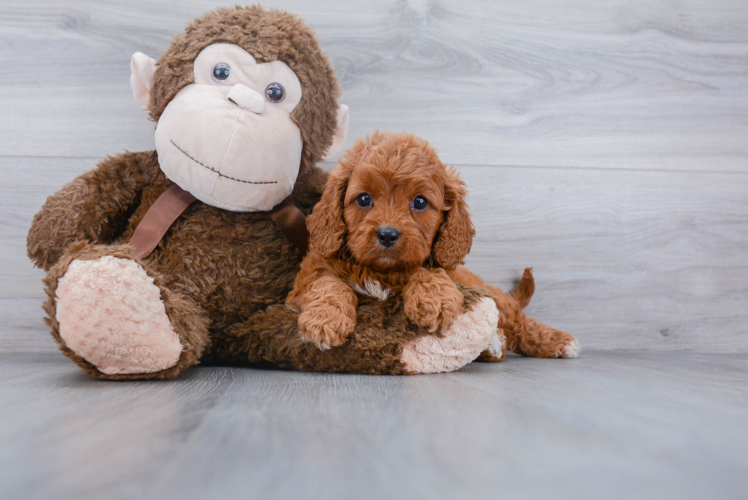 Cavapoo Pup Being Cute