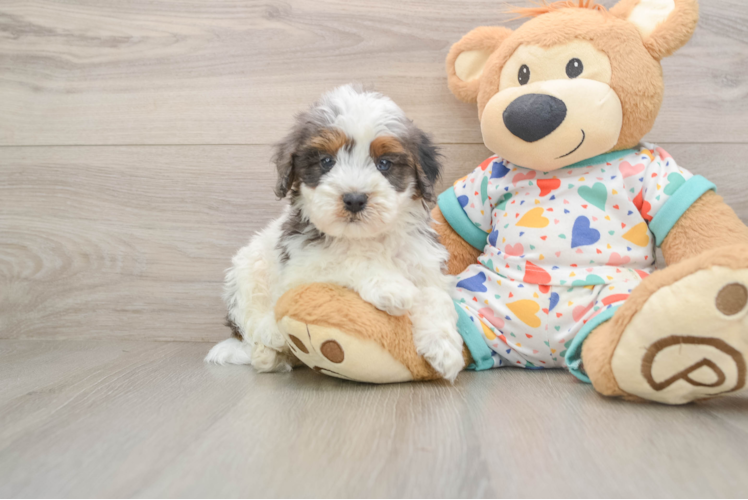 Cavapoo Puppy for Adoption