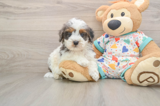 Cavapoo Puppy for Adoption
