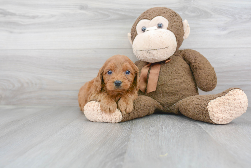 Sweet Cavapoo Baby