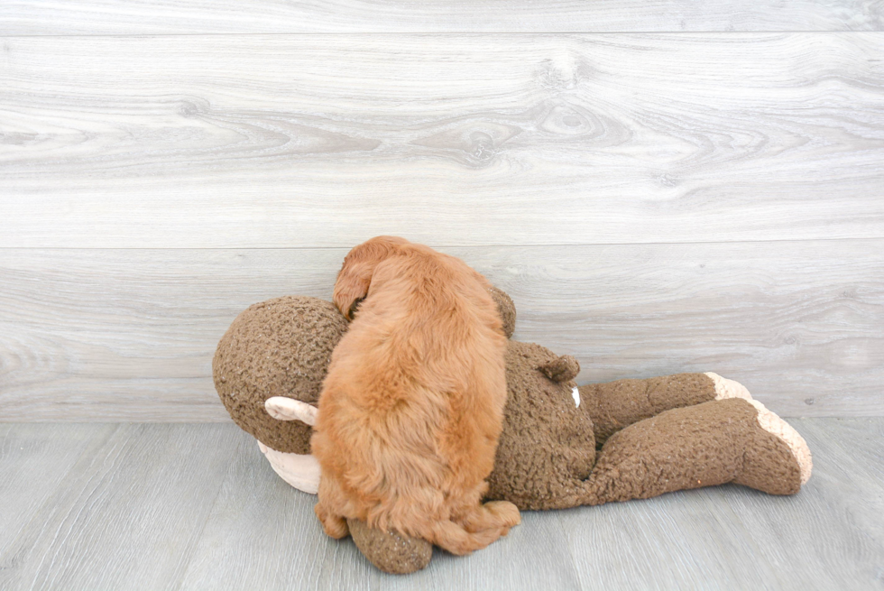 Hypoallergenic Cavoodle Poodle Mix Puppy