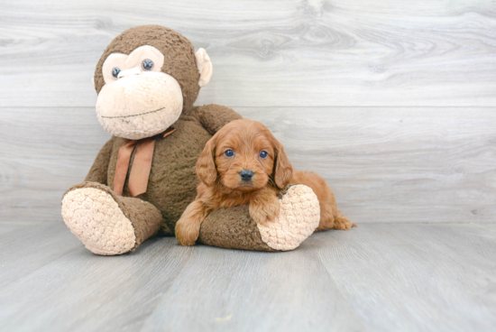 Energetic Cavoodle Poodle Mix Puppy