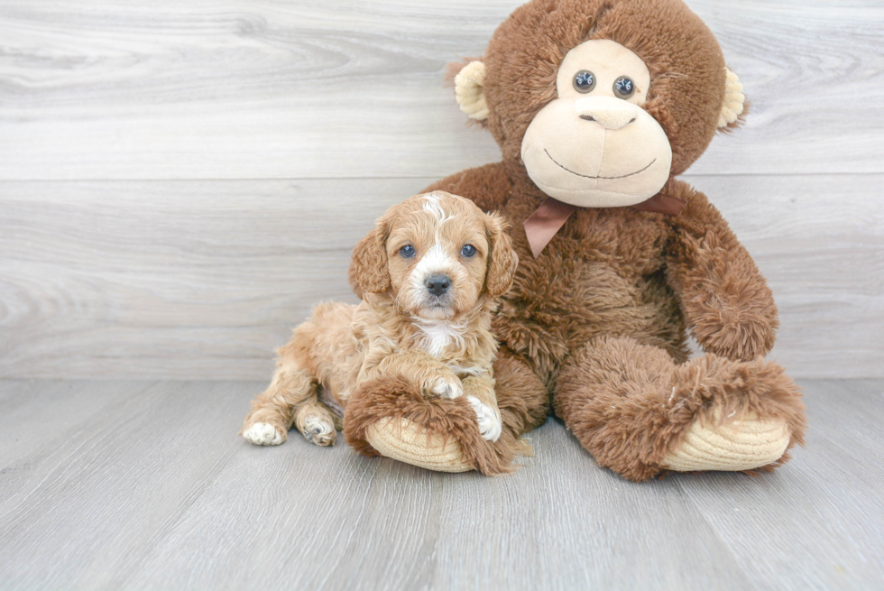 Sweet Cavapoo Baby