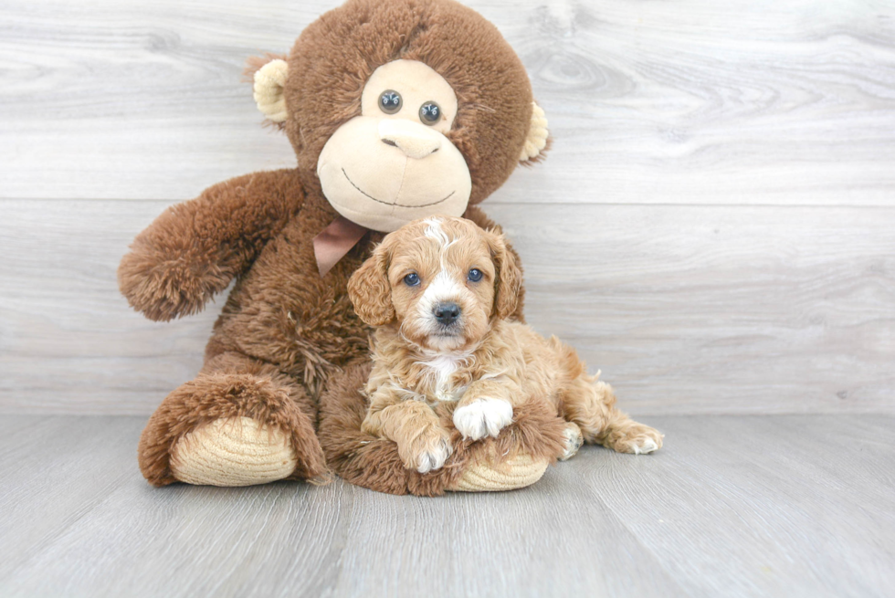 Cavapoo Puppy for Adoption