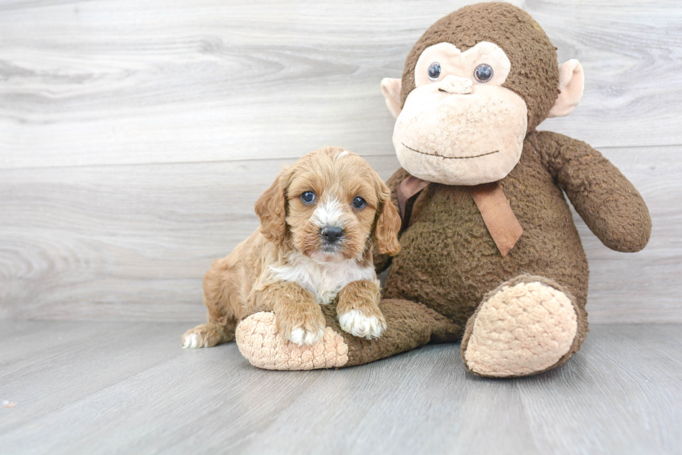 Cavapoo Puppy for Adoption