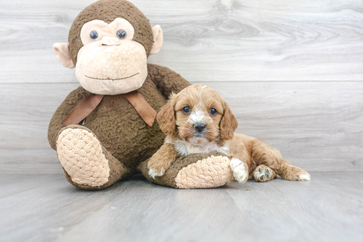 Friendly Cavapoo Baby