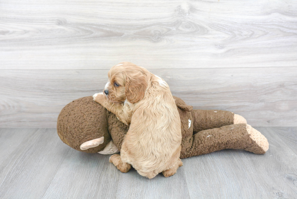 Energetic Cavoodle Poodle Mix Puppy