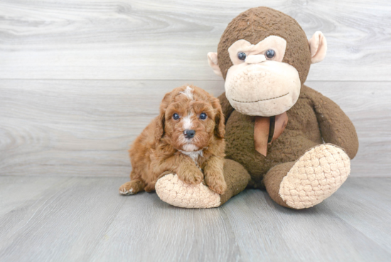 Fluffy Cavapoo Poodle Mix Pup