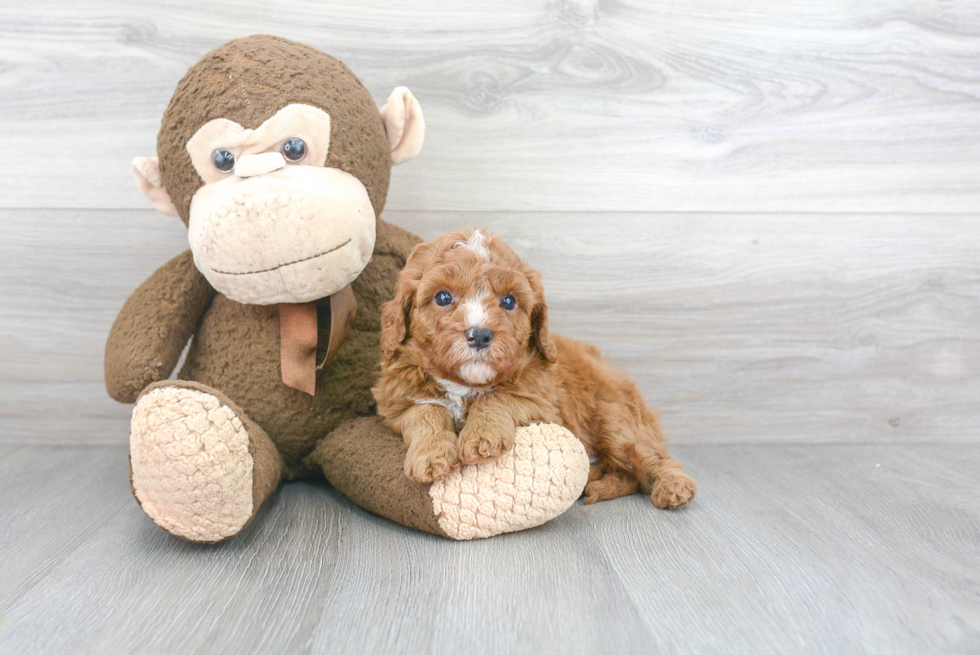 Fluffy Cavapoo Poodle Mix Pup