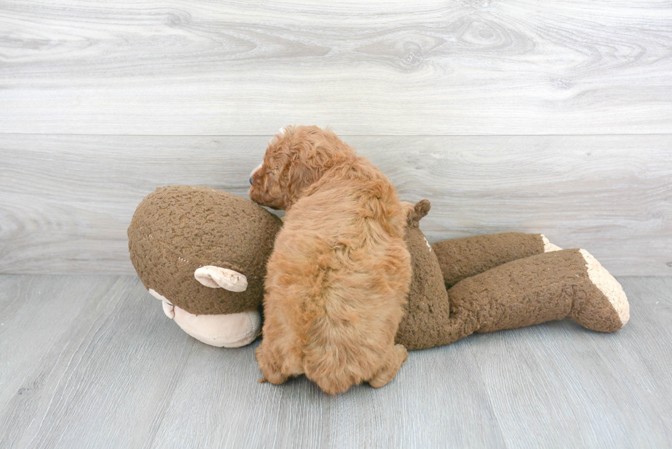 Adorable Cavoodle Poodle Mix Puppy