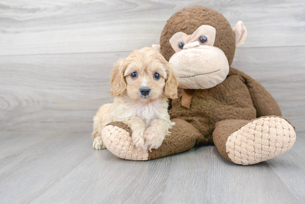 Friendly Cavapoo Baby