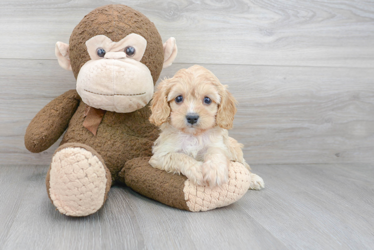 Cavapoo Pup Being Cute