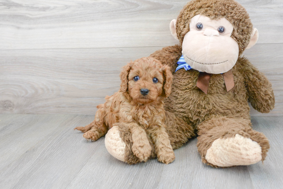 Cavapoo Pup Being Cute