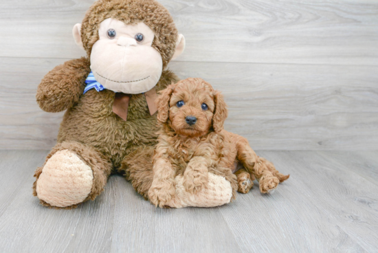 Cavapoo Puppy for Adoption