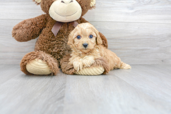 Friendly Cavapoo Baby