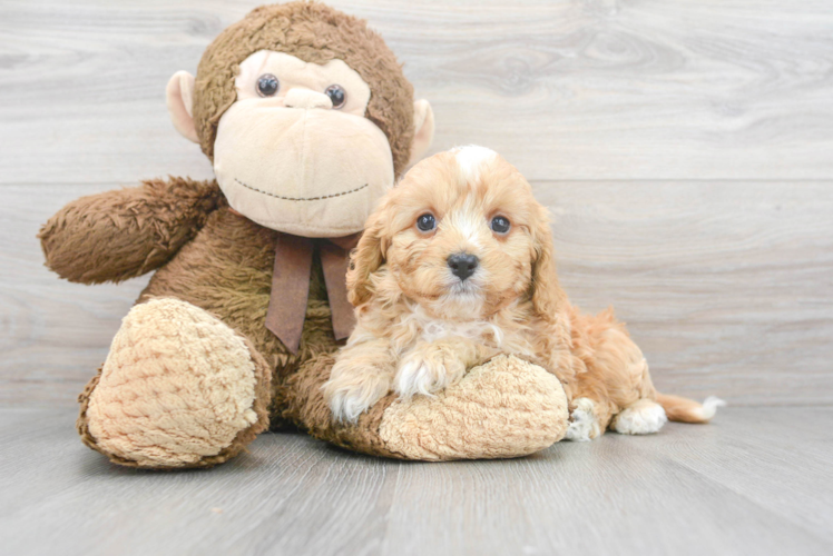 Playful Cavoodle Poodle Mix Puppy