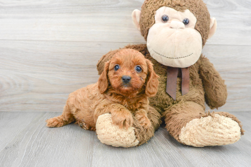 Cavapoo Pup Being Cute