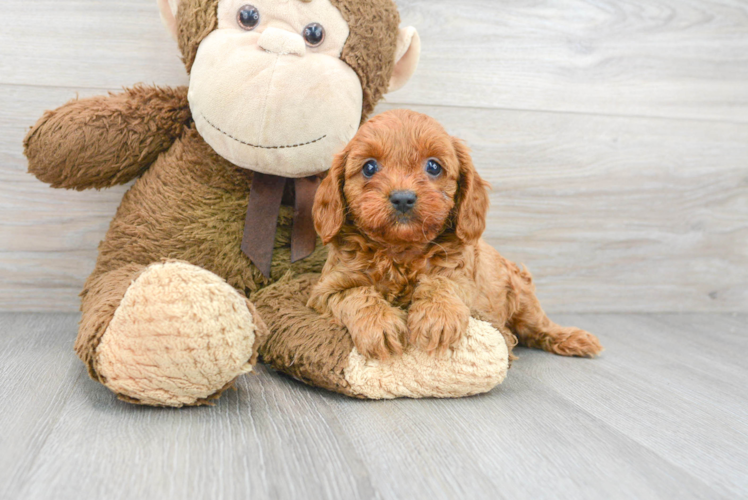 Fluffy Cavapoo Poodle Mix Pup