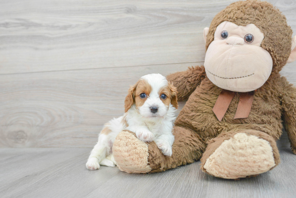 Friendly Cavapoo Baby