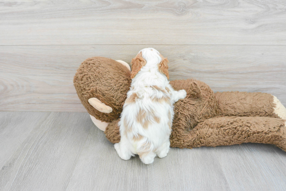 Happy Cavapoo Baby