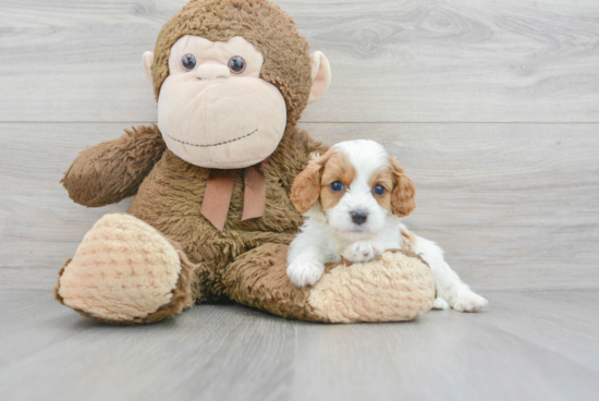 Cavapoo Pup Being Cute