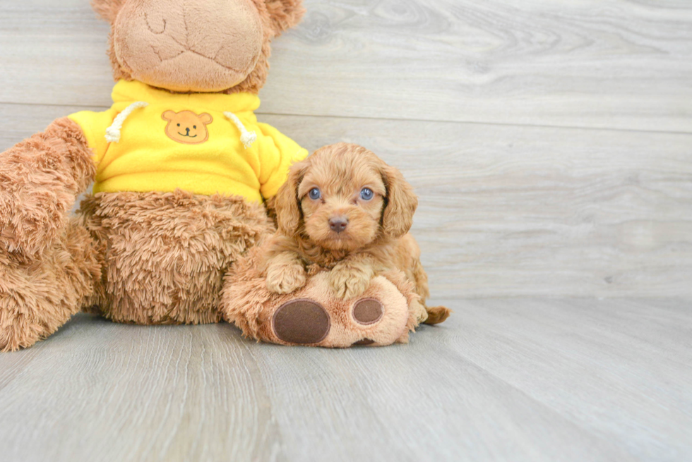 Cavapoo Puppy for Adoption