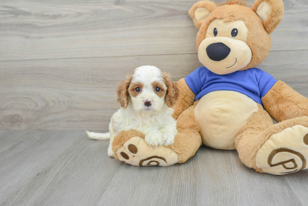 Hypoallergenic Cavoodle Poodle Mix Puppy