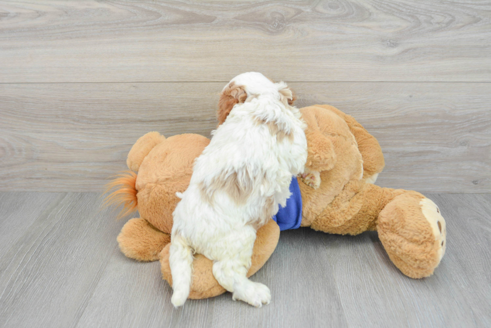 Best Cavapoo Baby