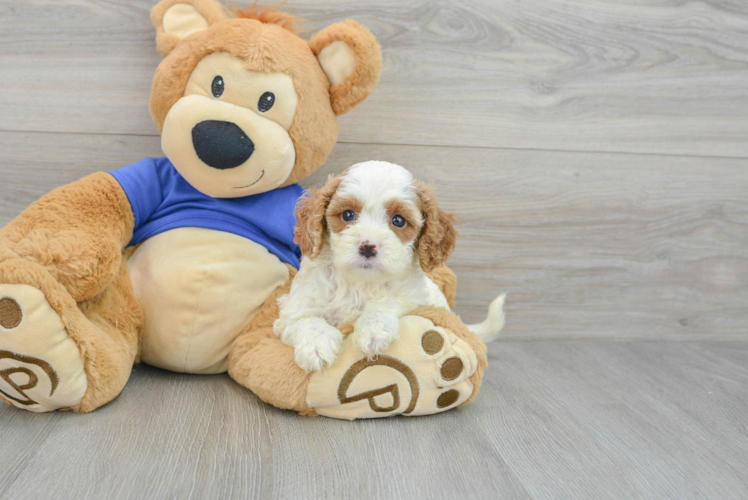 Cavapoo Puppy for Adoption