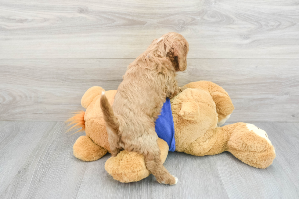 Adorable Cavoodle Poodle Mix Puppy