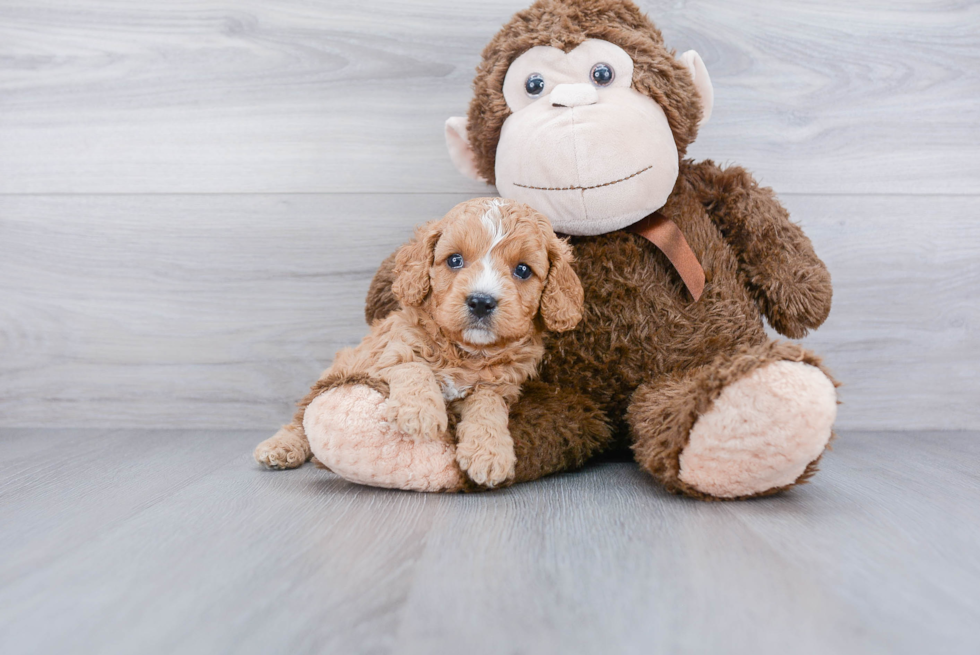 Best Cavapoo Baby