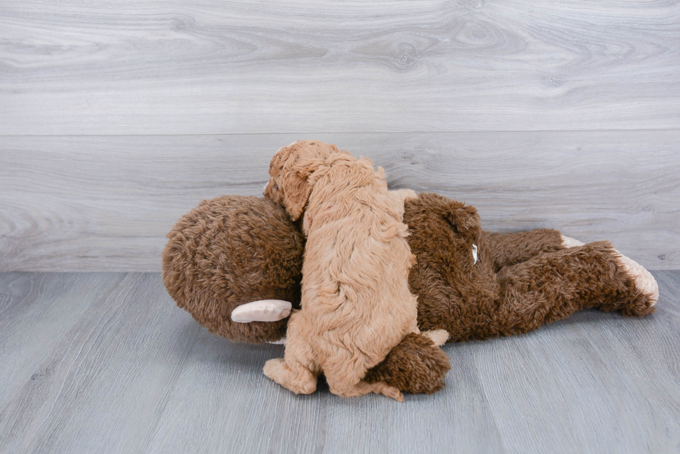 Playful Cavoodle Poodle Mix Puppy