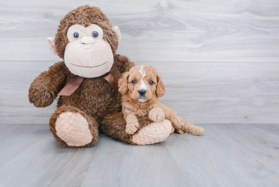 Cute Cavapoo Baby