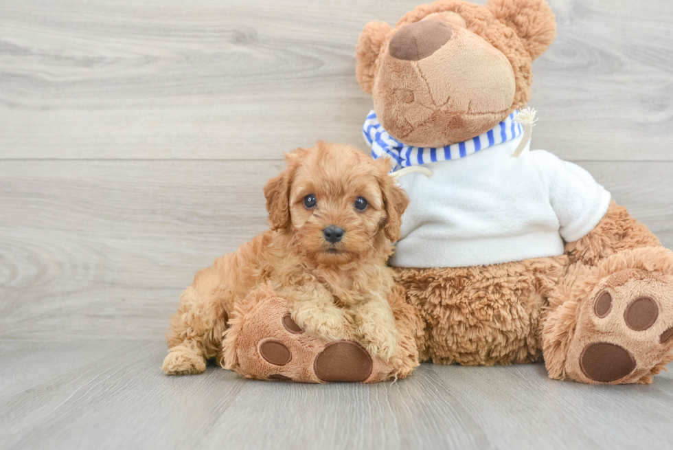 Fluffy Cavapoo Poodle Mix Pup