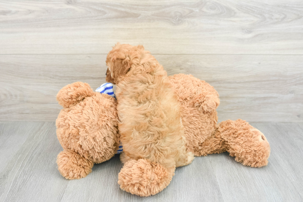 Cavapoo Pup Being Cute