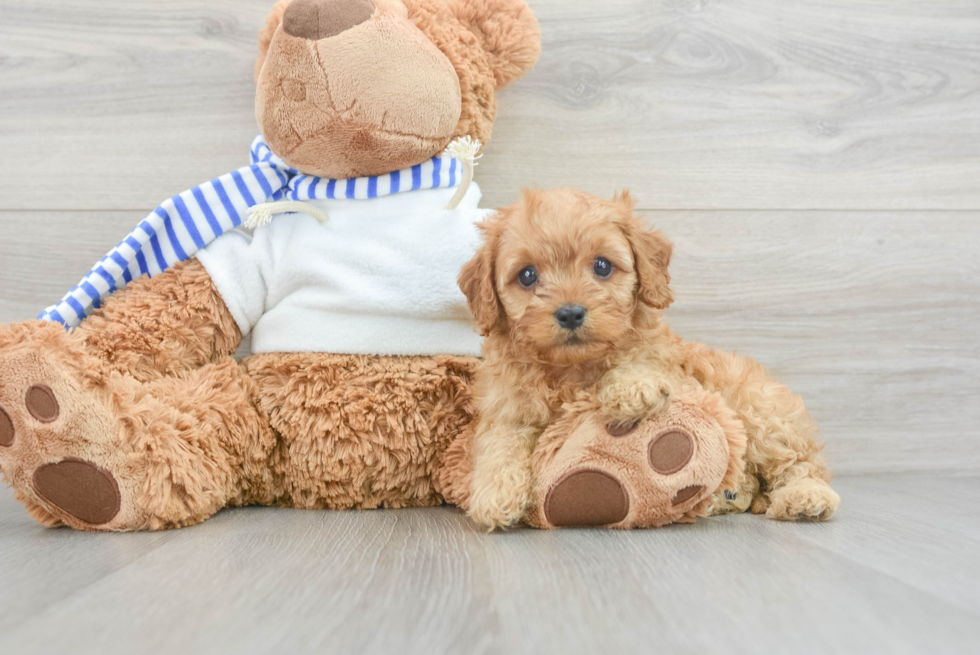 Best Cavapoo Baby