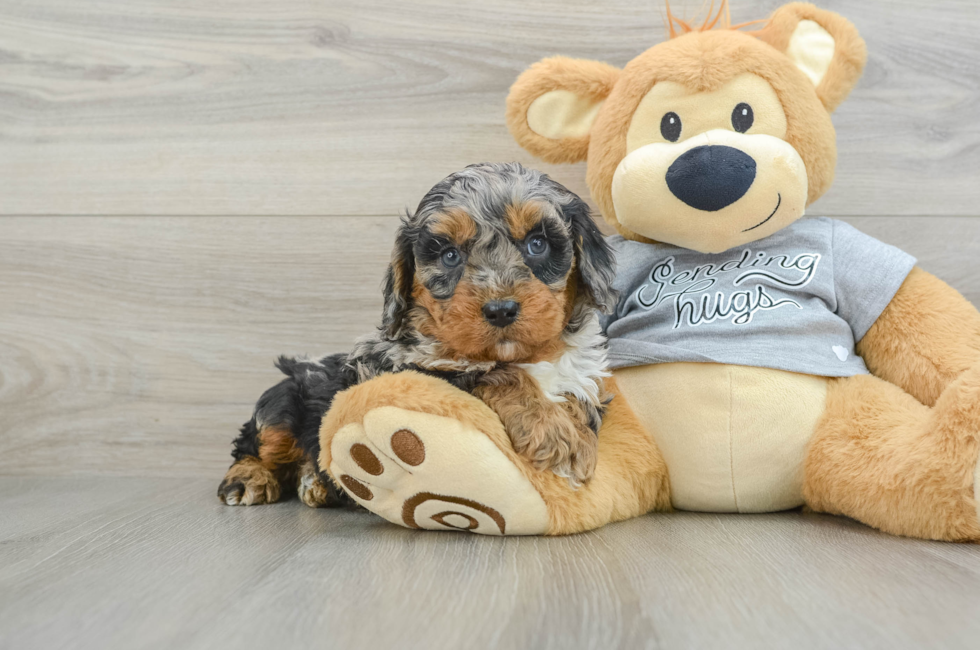 5 week old Cavapoo Puppy For Sale - Premier Pups