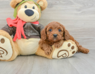 7 week old Cavapoo Puppy For Sale - Premier Pups