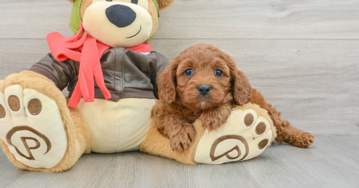 Cavapoo Romeo: 4lb 2oz Doodle Puppy
