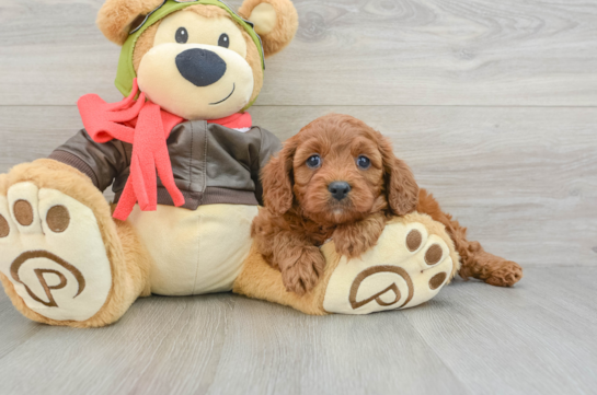 Cavapoo Pup Being Cute