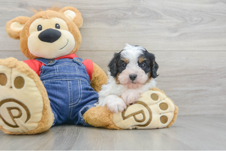 Sweet Cavapoo Baby