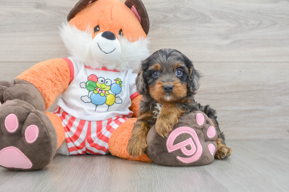7 week old Cavapoo Puppy For Sale - Premier Pups
