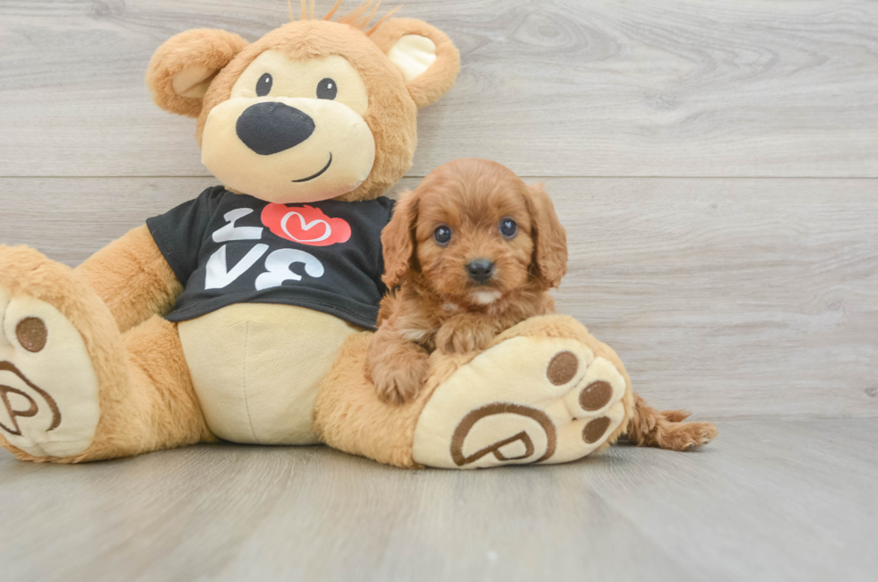 6 week old Cavapoo Puppy For Sale - Premier Pups