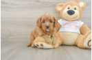 Cavapoo Puppy for Adoption