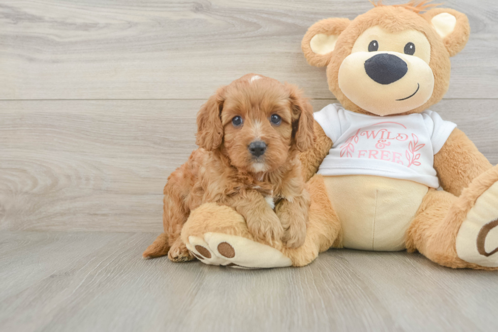 Cavapoo Puppy for Adoption