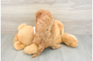 Cavapoo Puppy for Adoption
